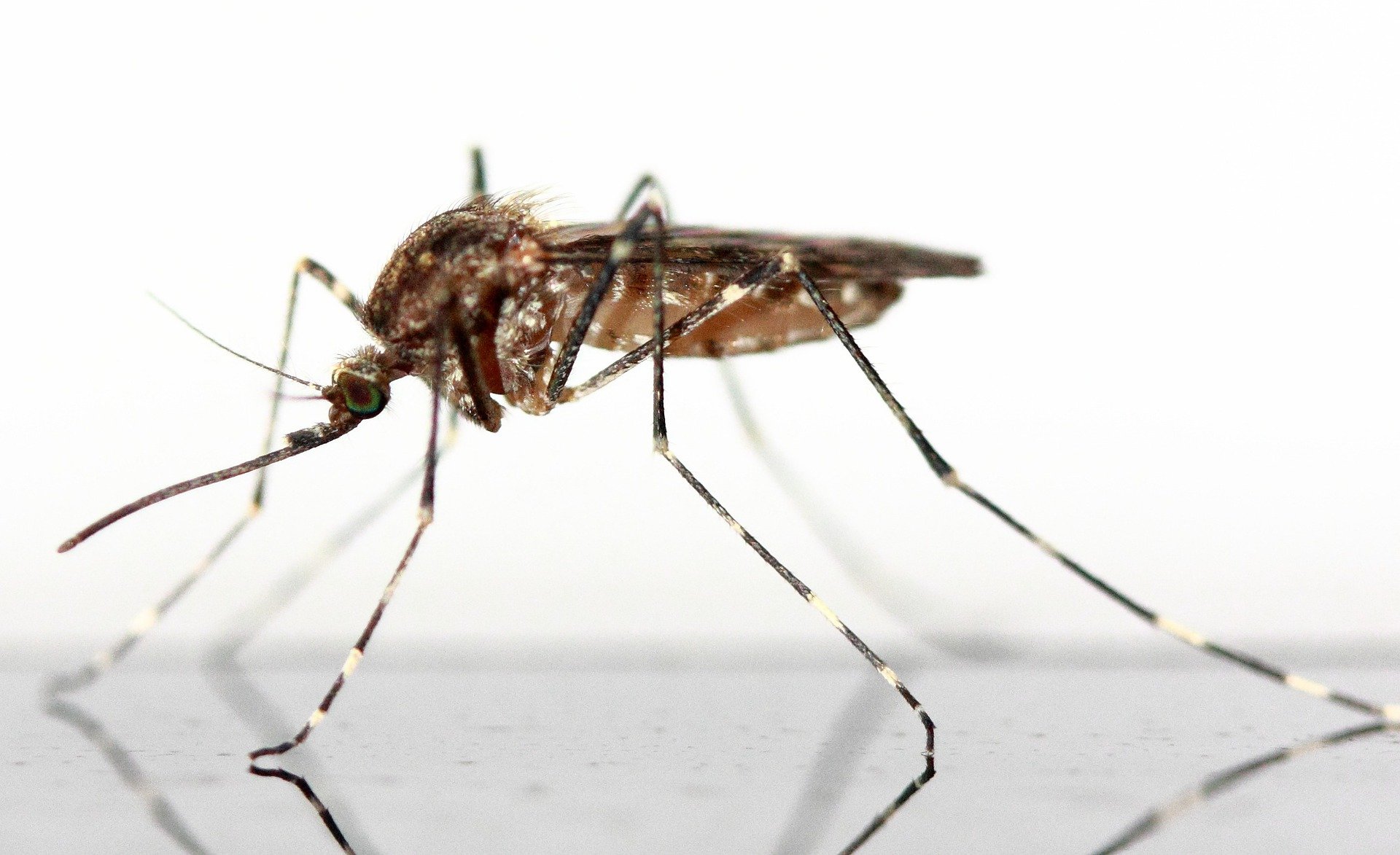 Mosquito shown close up in a lab setting
