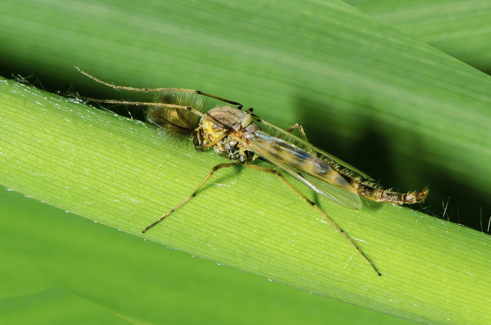 Midge insect shown close up on a light background