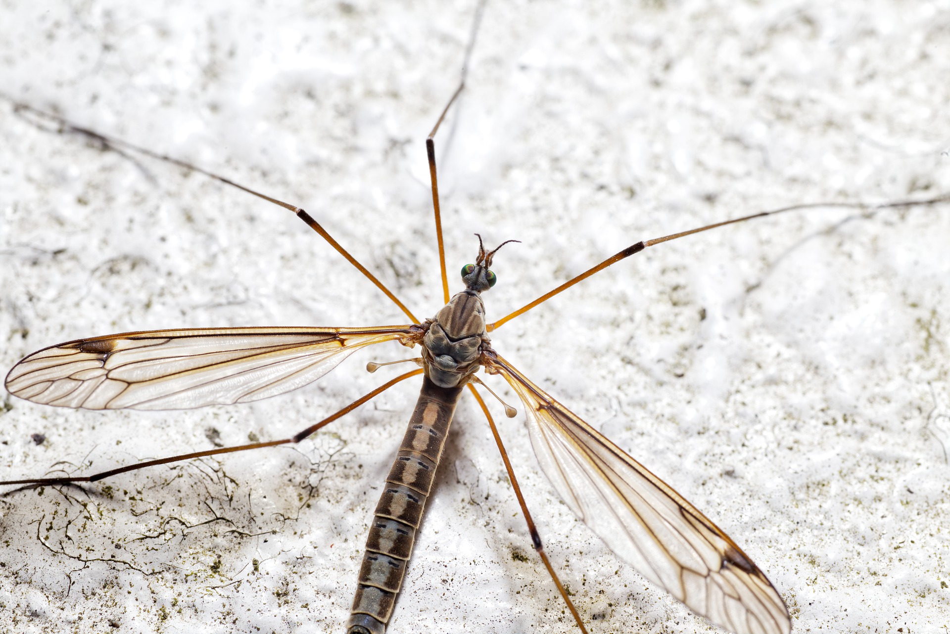 Crane fly with long legs resting on a leaf